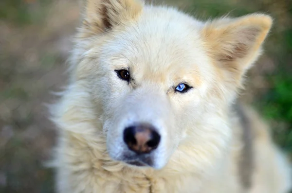 Portrait White Siberian Samoyed Husky Dog Heterochromia Phenomenon Eyes Have Royalty Free Stock Photos