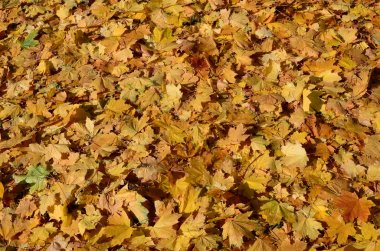 Düşen sonbahar yapraklarının renkli arkaplan resmi mevsimsel kullanım için mükemmel