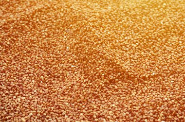 Arka plan doku buğday büyük bir yığın. Gün ışığında birçok buğday taneleri yakın çekim