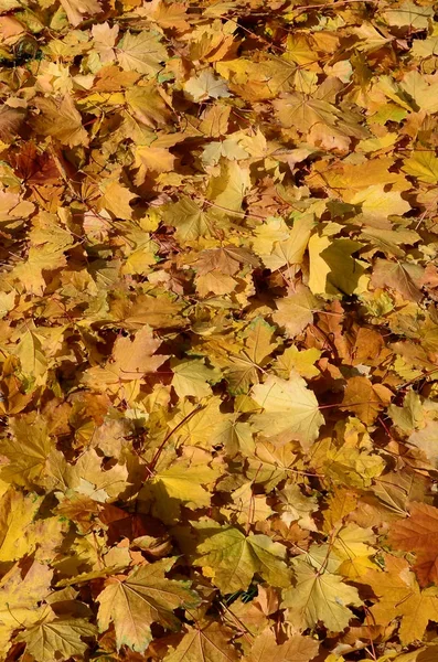 秋の紅葉をイメージしたカラフルな紅葉は季節の使い方にピッタリ — ストック写真