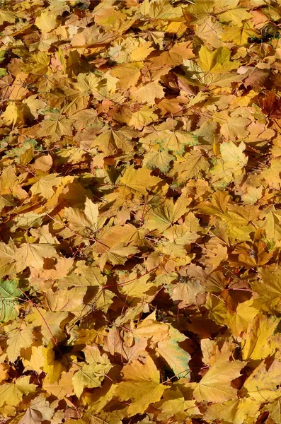 秋の紅葉をイメージしたカラフルな紅葉は季節の使い方にピッタリ — ストック写真