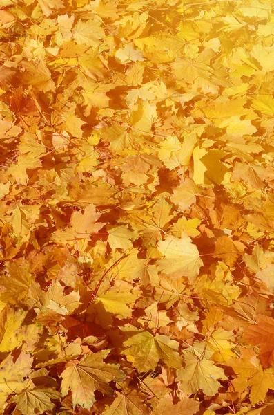 Kolorowy Obraz Opadłych Jesiennych Liści Idealny Sezonowego Użytku — Zdjęcie stockowe
