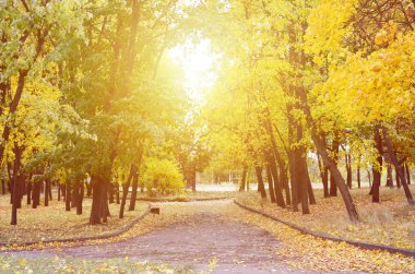 Akşam manzara ağaçlar ve bir sürü sarılık ile parkta yolda düşmüş yaprak