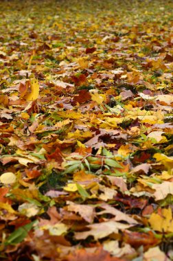 Çok sayıda yere düşmüş ve sararmış sonbahar yaprakları. Sonbahar arka plan dokusu