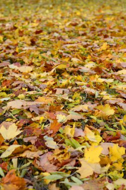 Çok sayıda yere düşmüş ve sararmış sonbahar yaprakları. Sonbahar arka plan dokusu