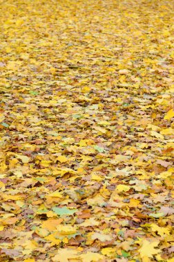 Çok sayıda yere düşmüş ve sararmış sonbahar yaprakları. Sonbahar arka plan dokusu