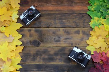 Bir arka plan yüzeyi koyu kahverengi renk doğal ahşap kurulların düşen sonbahar yaprakları sararma kümesi arasında iki eski fotoğraf makinesi