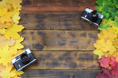 Bir arka plan yüzeyi koyu kahverengi renk doğal ahşap kurulların düşen sonbahar yaprakları sararma kümesi arasında iki eski fotoğraf makinesi