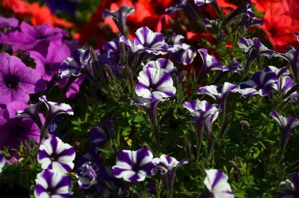 Macizo Con Petunias Multicolores Púrpura Violeta Macro Disparo Hermosas Flores — Foto de Stock