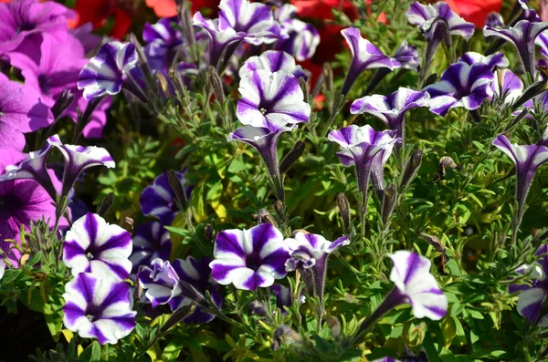 Macizo Con Petunias Multicolores Púrpura Violeta Macro Disparo Hermosas Flores — Foto de Stock