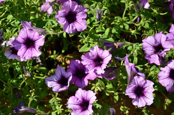 Blumenbeet Mit Bunten Lila Und Violetten Petunien Makroaufnahme Wunderschöner Farbenfroher — Stockfoto