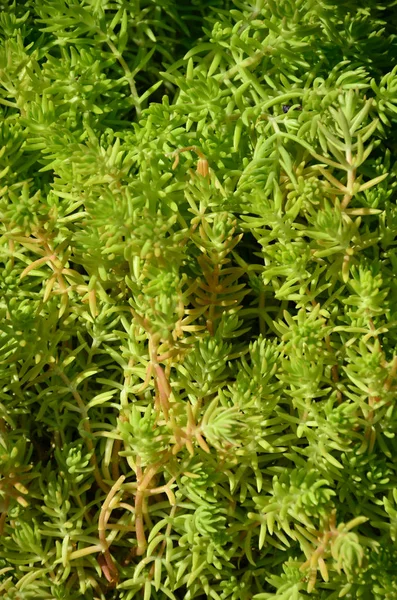 Texture Buisson Une Plante Verte Semblable Aux Algues Sous Marines — Photo
