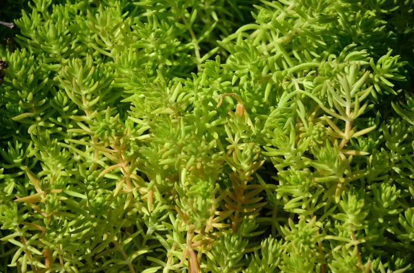 Texture Buisson Une Plante Verte Semblable Aux Algues Sous Marines — Photo