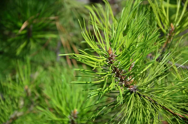 Green Spruce Branch Sunny Weather Daytime Outdoors Floral Background Image — Stock Photo, Image