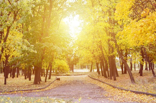 Akşam manzara ağaçlar ve bir sürü sarılık ile parkta yolda düşmüş yaprak