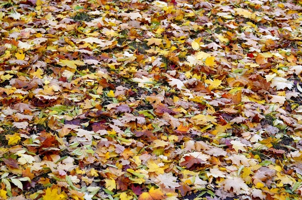 Ένας Μεγάλος Αριθμός Των Νεκρών Και Κιτρινισμένα Φθινοπωρινά Φύλλα Στο — Φωτογραφία Αρχείου