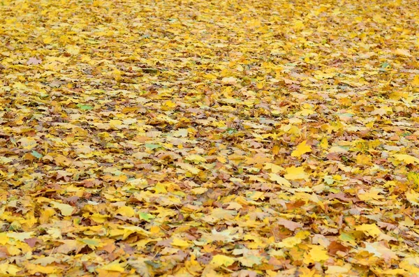 地面に落とされ 黄ばんだ秋葉の数が多い 秋の背景テクスチャ — ストック写真