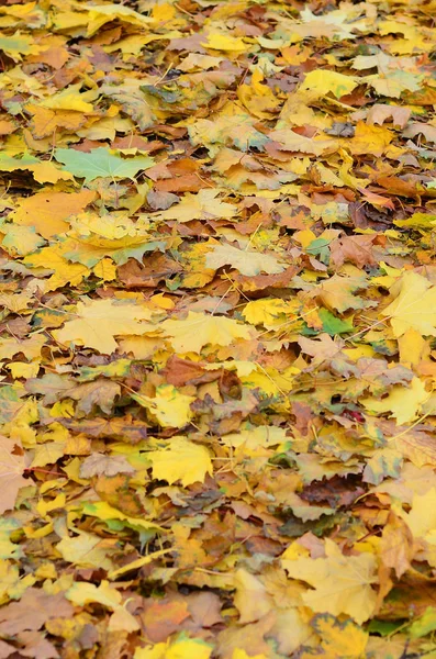 Duża Liczba Poległych Pożółkłych Liści Jesienią Ziemi Jesienne Tekstura Tło — Zdjęcie stockowe