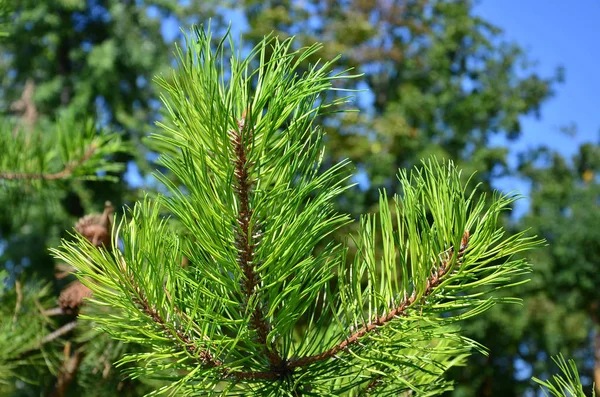 Green spruce branch in Sunny weather in the daytime outdoors. Floral background image with blurred background — Stock Image Green Spruce Branch Sunny Weather Daytime Outdoors Floral Background Image Stock Picture