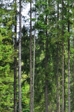Erken sonbaharda rengini değiştirmek yüksek Orman ağaçları ağaç gövdeleri fotoğrafı