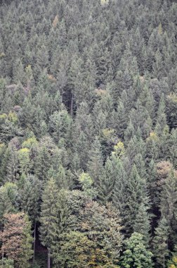 Birçok yeşil ağaçlar bir dağ orman dokusu. Yüksek görüntülemek