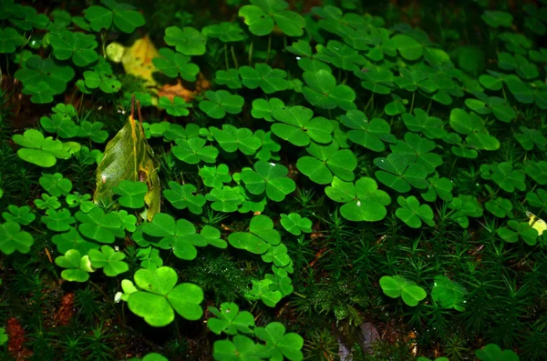 Small Land Forest Bright Flowering Clovers — Stock Photo, Image