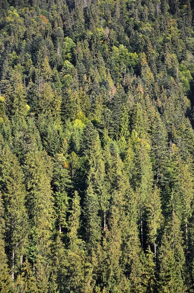 Textur Eines Bergwaldes Mit Vielen Grünen Bäumen Blick Von Oben — Stockfoto
