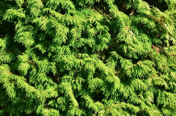 Gün Işığında Yeşil Iğne Yapraklı Ağaç Çok Dallı Doku — Stok fotoğraf
