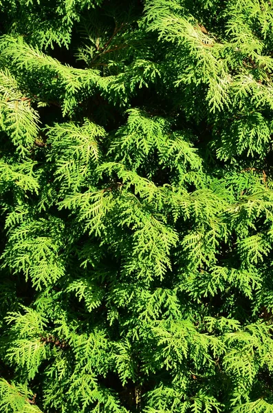 Tekstura Wielu Gałęziach Zielone Drzewo Iglaste Świetle Dziennym — Zdjęcie stockowe