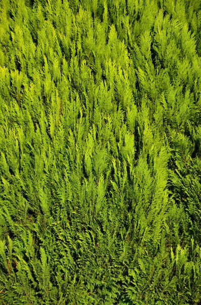 Texture Many Branches Green Coniferous Tree Daylight — Stock Photo, Image