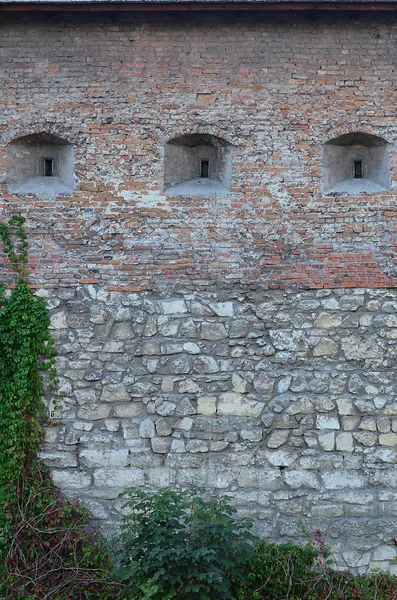 Gran Muro Piedra Antiguo Castillo Cubierto Enormes Ramas Hiedra Lviv — Foto de Stock
