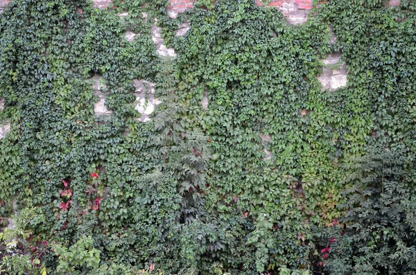 Grande Muro Pietra Antico Castello Ricoperto Rami Edera Massiccia Leopoli — Foto Stock