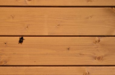 Yıpranmış ahşap duvar dokusu. Onları üzerinde oturan küçük arı ile ahşap tahta çit yatay düz panoları yaşlı