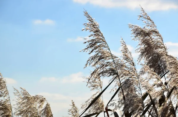 Marsh reeds. Yellow fluffy reeds against the clear blue sky in the daytime