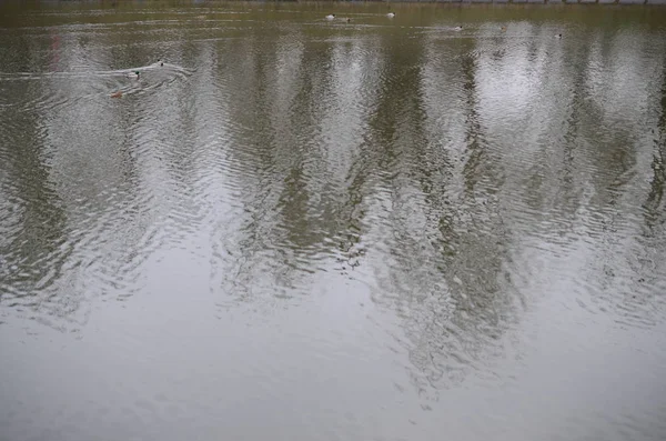 Ducks floating on river. The texture of dark river water under the influence of wind, imprinted in perspective. Vertical image