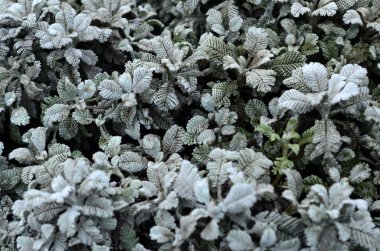 Dulavratotu şeklinde ve doku örme iplik ile makro fotoğraf ile küçük yeşil plantasyonları bırakır