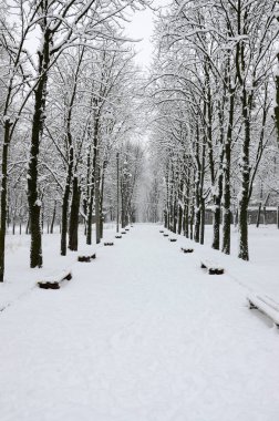 Kış manzara sonra ağır bir kar yağışı ıslak bir parkta karla kaplı. Kar kalın bir tabaka ağaçların dalları üzerinde yatıyor