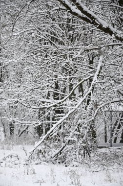 Kış manzara sonra ağır bir kar yağışı ıslak bir parkta karla kaplı. Kar kalın bir tabaka ağaçların dalları üzerinde yatıyor