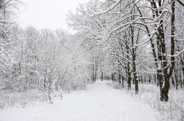Kış manzara sonra ağır bir kar yağışı ıslak bir parkta karla kaplı. Kar kalın bir tabaka ağaçların dalları üzerinde yatıyor