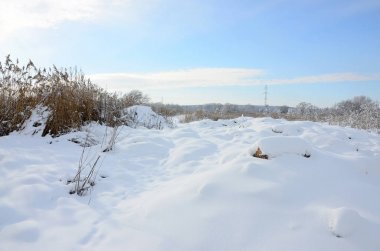Sarı sazlık, bir sürü vahşi bataklık karla kaplı kar tabakası ile kaplı. Bataklık içinde kış manzarası