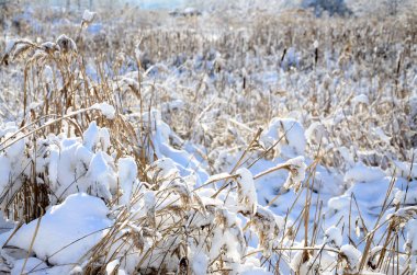 Sarı sazlık, bir sürü Close-up kar tabakası ile kaplı. Kışın bataklık arazi