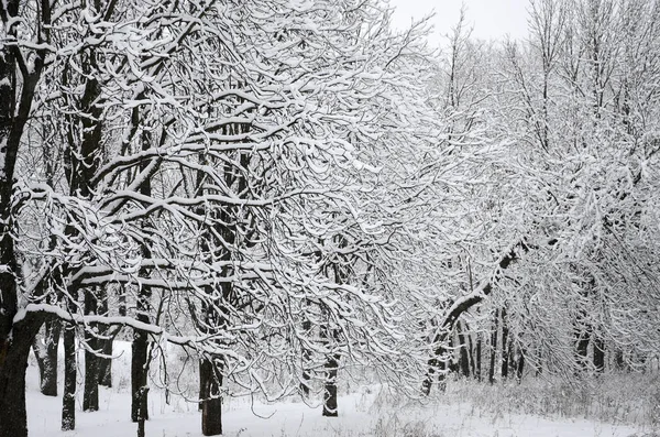 Paisagem Inverno Parque Coberto Neve Após Uma Forte Queda Neve — Fotografia de Stock