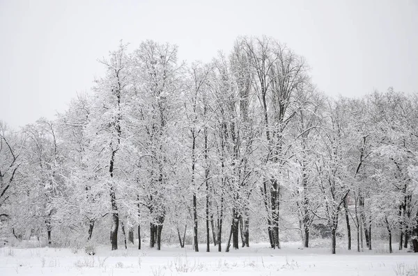 Winter Landscape Snow Covered Park Heavy Wet Snowfall Thick Layer — Stock Photo, Image
