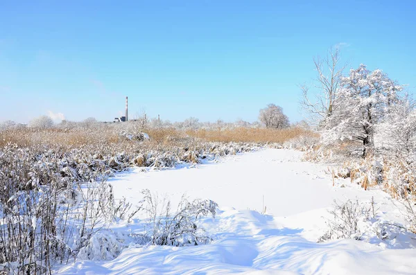 Заснеженные Дикие Болота Большим Количеством Желтой Тростника Покрытые Слоем Снега — стоковое фото