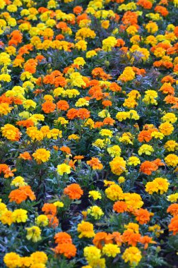 Bir sürü güzel çiçekler bahçede. Meksika, Aztek veya Afrika kadife çiçeği. Tagetes erecta