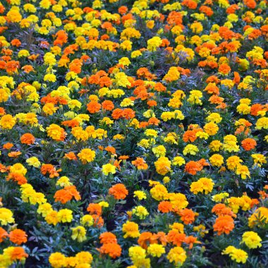 Bir sürü güzel çiçekler bahçede. Meksika, Aztek veya Afrika kadife çiçeği. Tagetes erecta