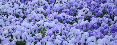 Close up blue and violet pansies in the garden. Seasonal natural photo clipart