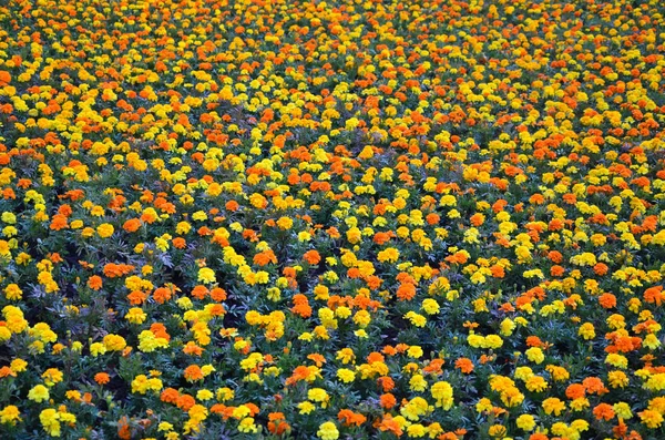 Много Красивых Цветов Саду Мексиканская Ацтекская Африканская Мэриголд Tagetes Erecta — стоковое фото
