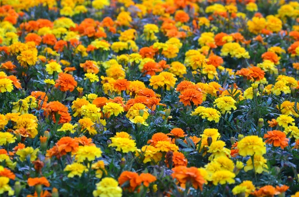 Muitas Flores Bonitas Jardim Calêndula Mexicana Asteca Africana Tagetes Erecta — Fotografia de Stock