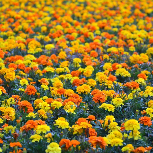 Muchas Flores Hermosas Jardín Mejicano Azteca Caléndula Africana Tagetes Erectos — Foto de Stock